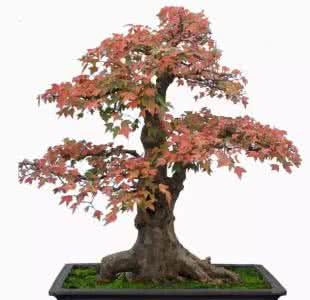 三角枫露根盆景图片 三角枫盆景制作方法