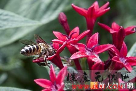 蜜蜂毒液 蜜蜂毒液可殺死HIV病毒(愛滋病毒)