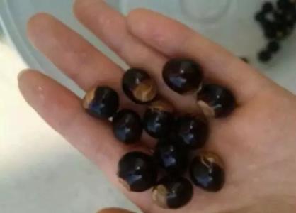 常见果蔬 视频教程:手把手教你多种常见果蔬挑选(23课全)