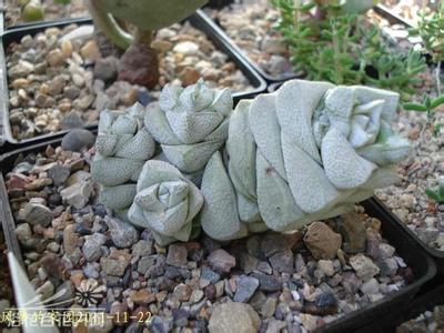 黄金雀的养护方法 稚儿姿Crassula deceptor的养护方法(图文)