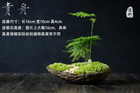 文竹土上面种什么苔藓 日式盆栽之文竹苔藓微景观的把玩鉴赏和培养方法