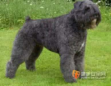 法兰德斯牧牛犬 法兰德斯牧牛犬 法兰德斯牧牛犬的体态好看吗
