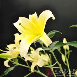 百合花的功效与作用 百合花的功效与作用 百合花有哪些好处