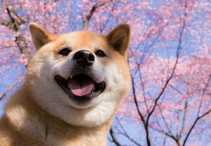 柴犬9个月怎么喂养? 柴犬怎么喂养