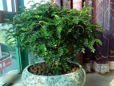 驱蚊树的栽植和作用 驱蚊草 驱蚊树的栽植和作用