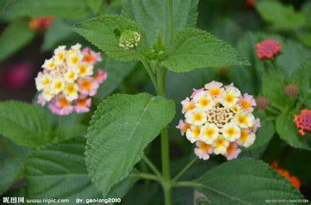 五色梅什么时候开花 五色梅开花少的原因 【五色梅为什么不开花】五色梅开花时间