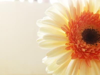 一花一世界 一花一世界 一花一世界 | 菊花篇