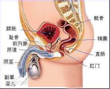 睾丸疼痛吃什么消炎药 睾丸疼痛吃什么药最好 睾丸疼痛有什么危害