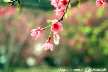 春天散文精选 散文精选：请在春天来看我