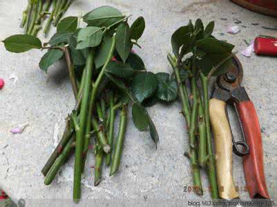 多肉换盆 【图解】家庭养花种菜:播种换盆扦插技术图解