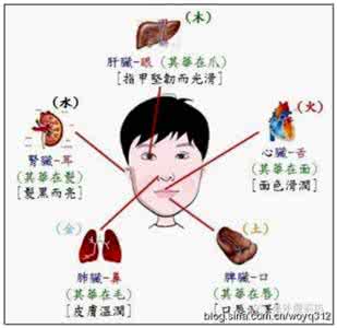 饮食过度伤及何脏腑 简单饮食调节 保脏腑健康