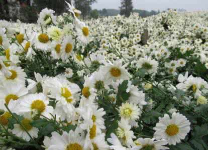 杭白菊 杭白菊 杭白菊:简介