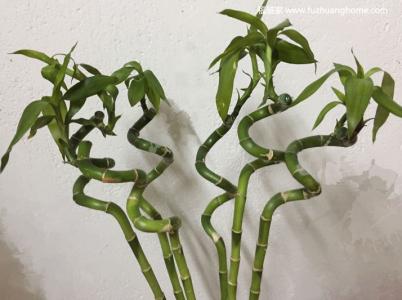 转运竹的养殖方法 ??转运竹的养殖方法和注意事项