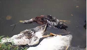 乐高积木小火车教案 为什么烤鸭只卖19元 今日推荐｜动物积木小火车特价19元，发挥宝宝动手能力！