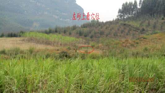 凤凰抱蛋 凤凰抱蛋和金蛇獻瑞