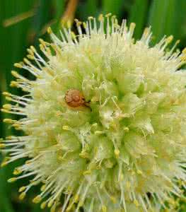 百合科 大葱(Allium fistulosum),百合科