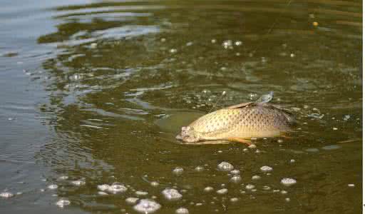 鲤鱼咬钩时浮漂的动作 鲤鱼咬钩的浮漂标相特征