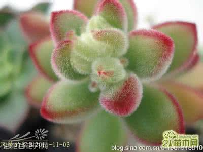 绒毛掌 绒毛掌Echeveria pulvinata的养护繁殖方法