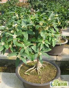 盆栽桂花树种植技术 桂花什么时候开 简述盆栽桂花树种植技术