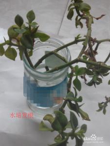 牡丹吊兰可以水培吗 家庭如何用水培法繁殖牡丹吊兰?(操作图解)