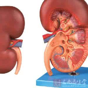 上火小便疼 上火小便疼 婴儿上火小便疼怎么办？