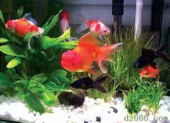 幼儿园自然角器皿选择 养鱼器皿怎么选择