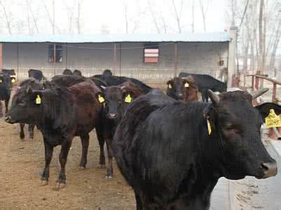 汽车配件生意进货渠道 牛有什么生意渠道?