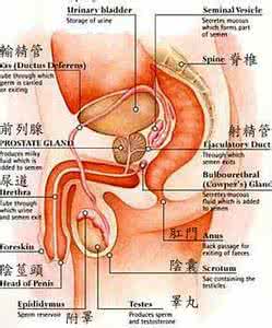 什么是阳痿？阳痿的原因