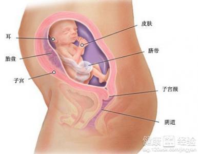 孕妇五个月胎动看性别 怀孕五个月胎动