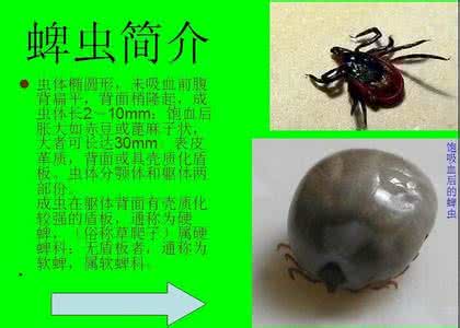 如何防治蜱虫 蜱虫病 如何防治蜱虫病