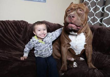 世界上最大的比特犬 “Hulk”是世界上最大的比特犬 重逾157斤