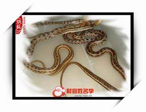 做梦梦见蛇好不好 做梦梦见蛇好不好 做梦梦见剪头发好不好