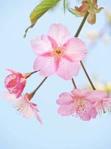 桃花樱花梅花区别 【春游小技能】怎么区分樱花梅花桃花？