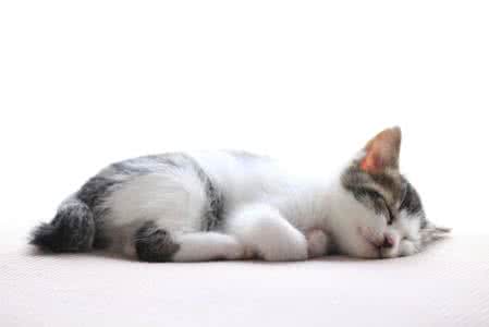 梦到被猫咬是什么意思 梦见被猫咬 梦到被猫咬