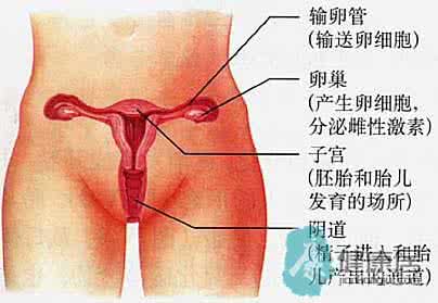 女婴私处白色分泌物 女性私处分泌液体越多越容易高潮？