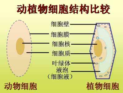 初中生物复习简单要点