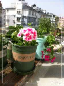 养花浇水技巧 冬天养花浇水的技巧