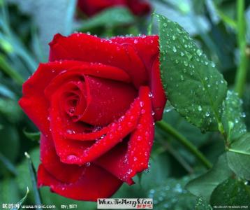 梦见玫瑰花 玫瑰 梦见玫瑰花_玫瑰