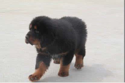 藏獒幼犬价格 藏獒幼犬价格 藏獒幼犬价格高吗