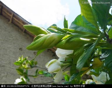 花卉栀子花 花卉栀子花 值得一生守候的花卉  栀子花的介绍与养殖方法