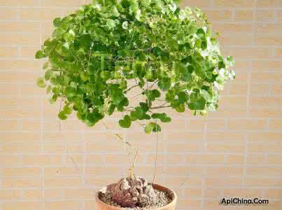 多肉植物龟甲龙 龟甲龙养殖 背着龟壳的植物 龟甲龙的介绍与养殖方法