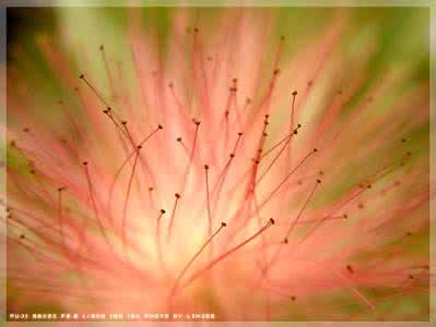 合欢花性味 合欢花是寒性的吗？