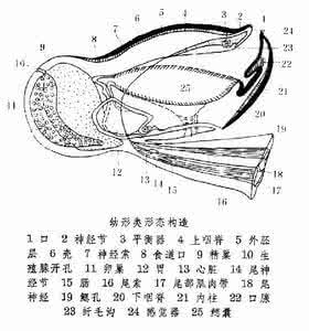 幼形纲的鱼 幼形纲