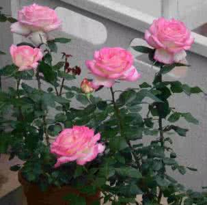 幼苗换盆 月季换盆的小技巧,为什么幼苗一开始不适合用大盆?