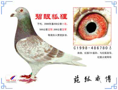 碧眼狐狸的资料 关于碧眼狐狸评价