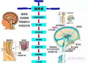 神经系统 打破死板记忆方法，神经系统一天搞定，收藏篇