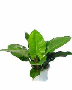 绿帝王喜林芋 绿帝王喜林芋的养殖方法和注意事项