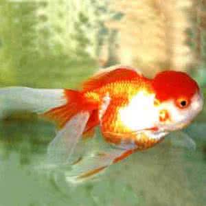 龟头红白斑 红白花帽子头