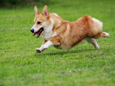 柯基犬的喂养方法 柯基犬的喂养