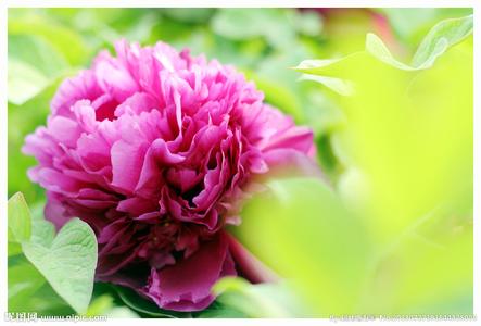 洛阳牡丹诗词 洛阳牡丹是怎么来的?关于牡丹是诗词有哪些?